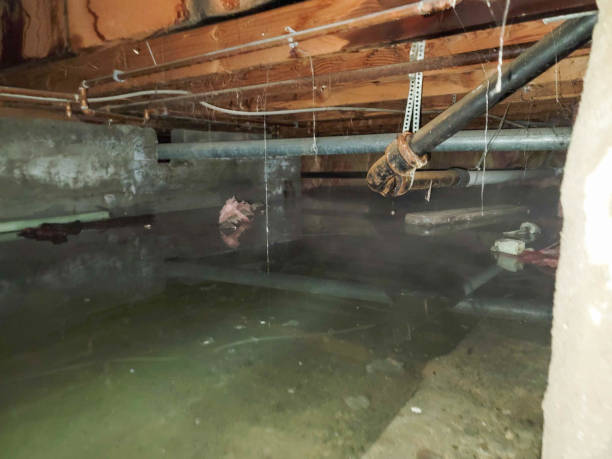 Best Flood damage cleanup  in Waldo, FL